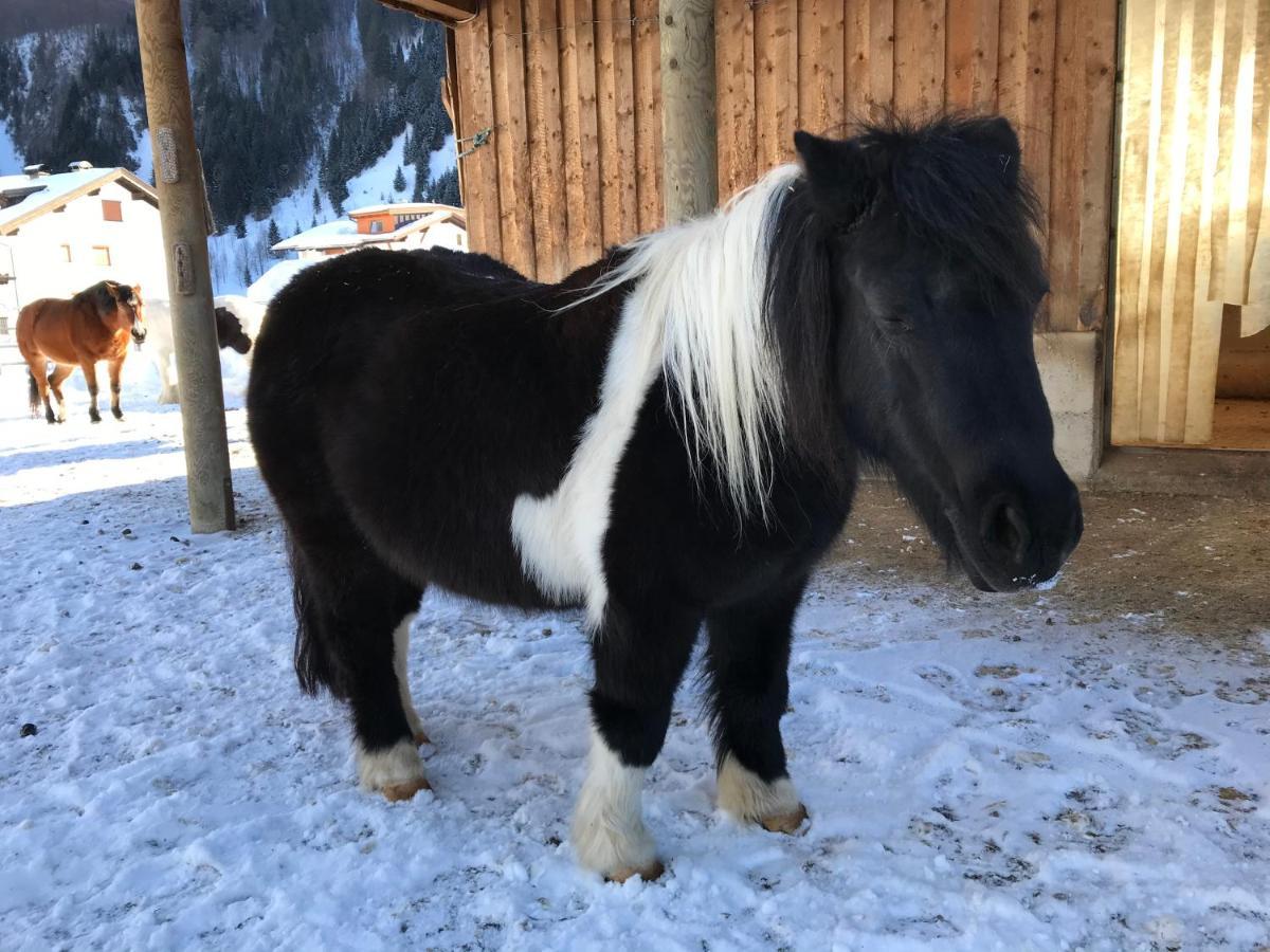 Apartament Pony-Ziegen-Hasen-Ranch Bichlbach Zewnętrze zdjęcie