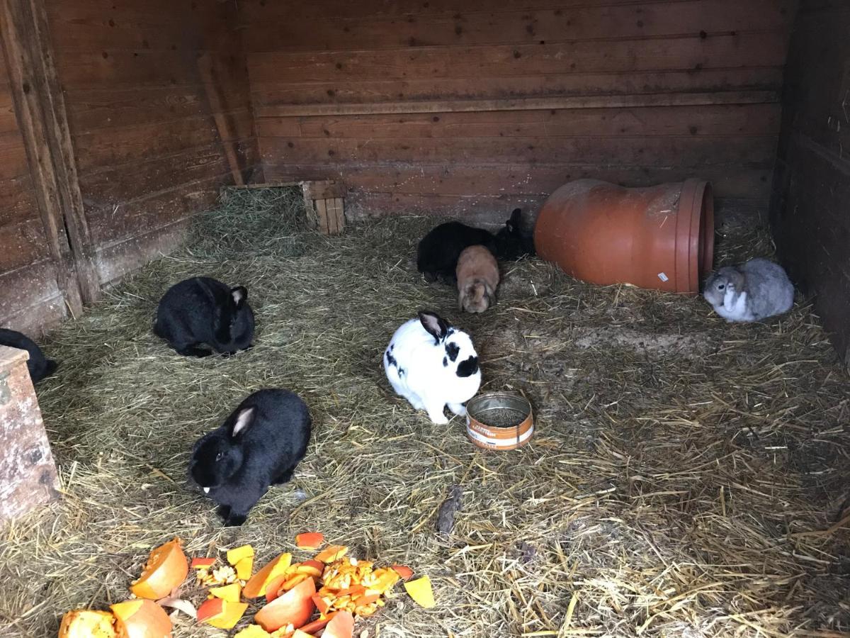 Apartament Pony-Ziegen-Hasen-Ranch Bichlbach Zewnętrze zdjęcie