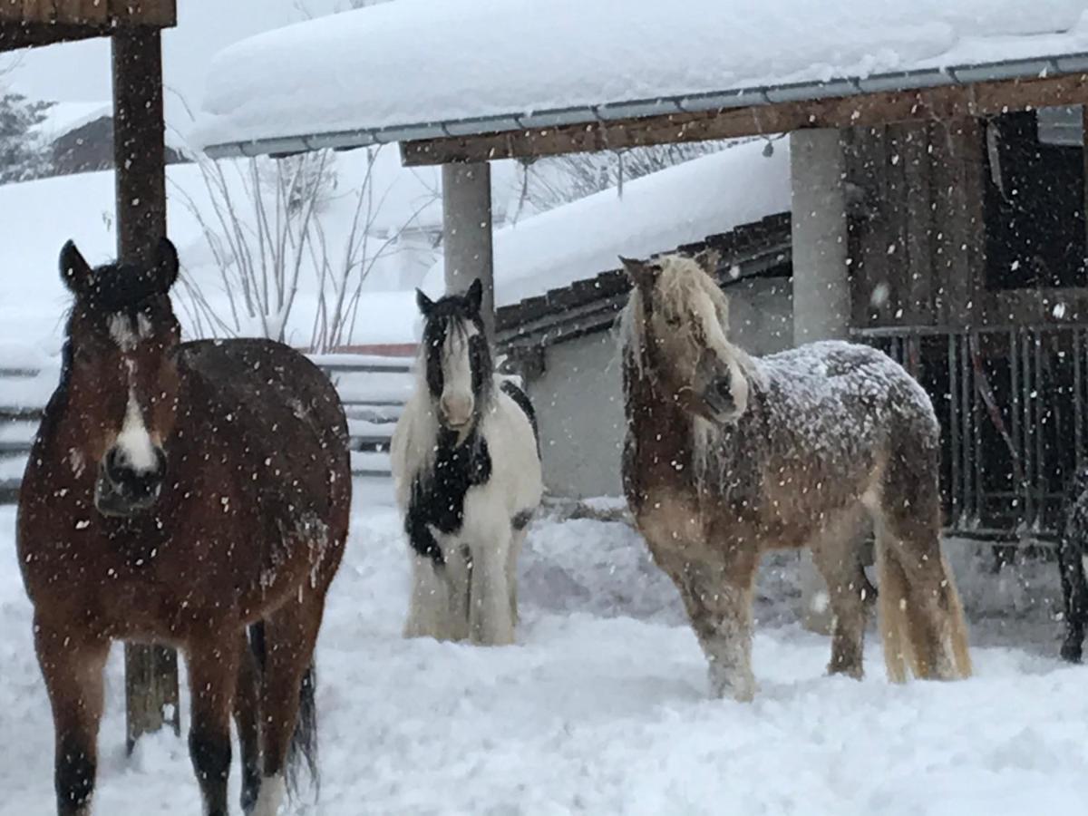 Apartament Pony-Ziegen-Hasen-Ranch Bichlbach Zewnętrze zdjęcie