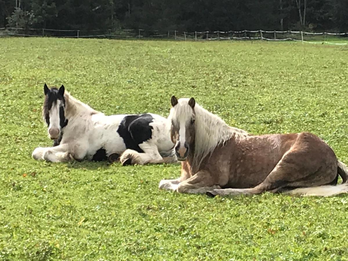 Apartament Pony-Ziegen-Hasen-Ranch Bichlbach Zewnętrze zdjęcie